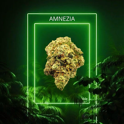AMNEZIA V2