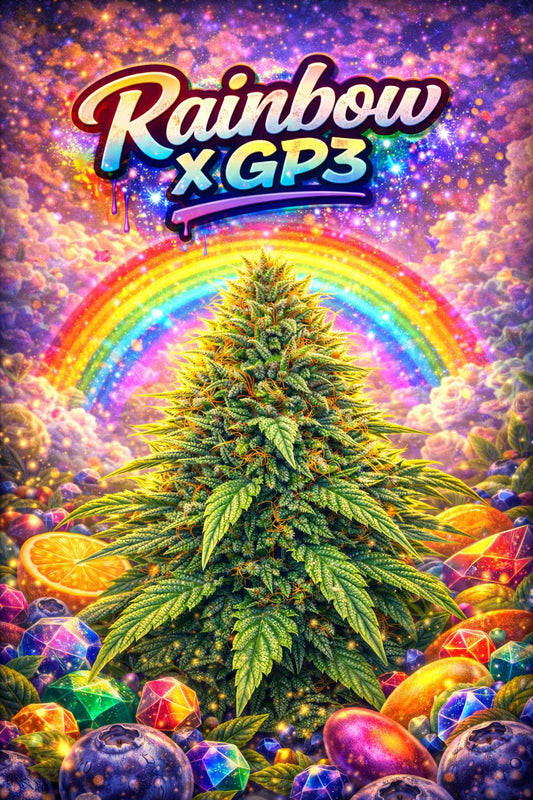 RAINBOW X GP3