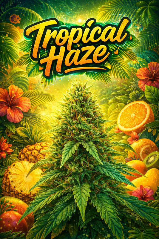 TROPICAL HAZE